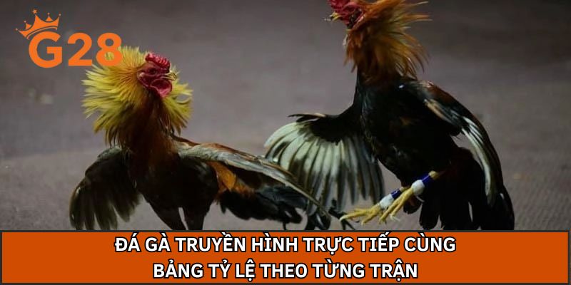 Đá gà truyền hình trực tiếp cùng bảng tỷ lệ theo từng trận